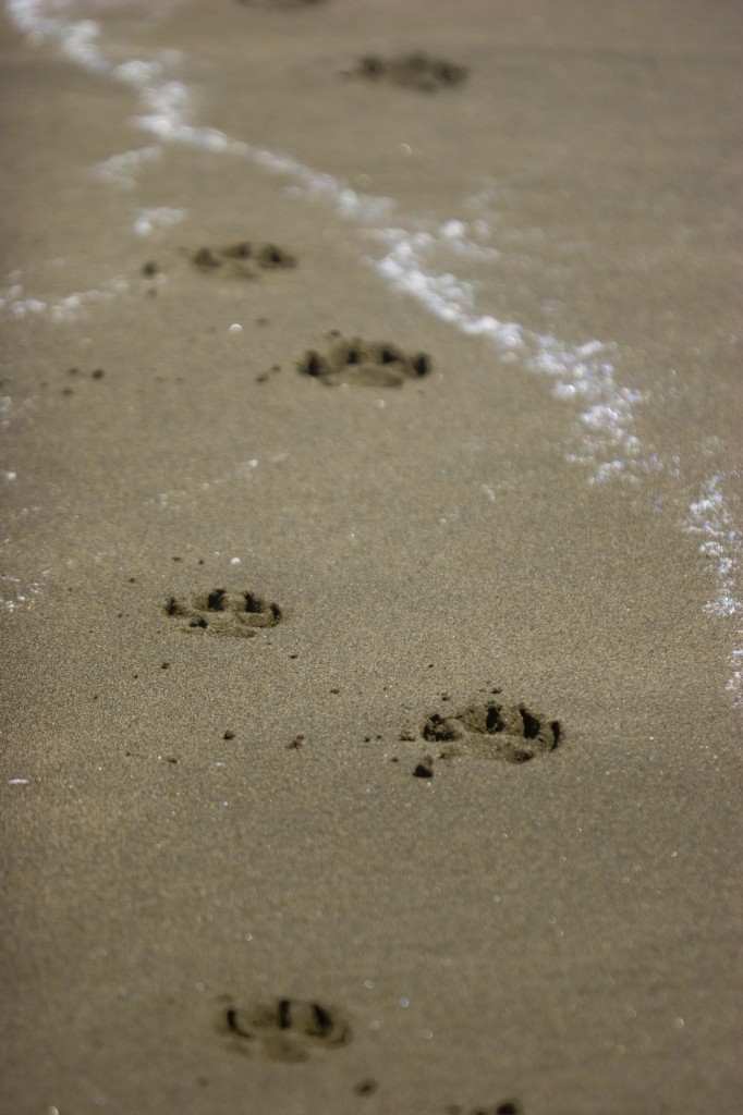 paw prints paw prints