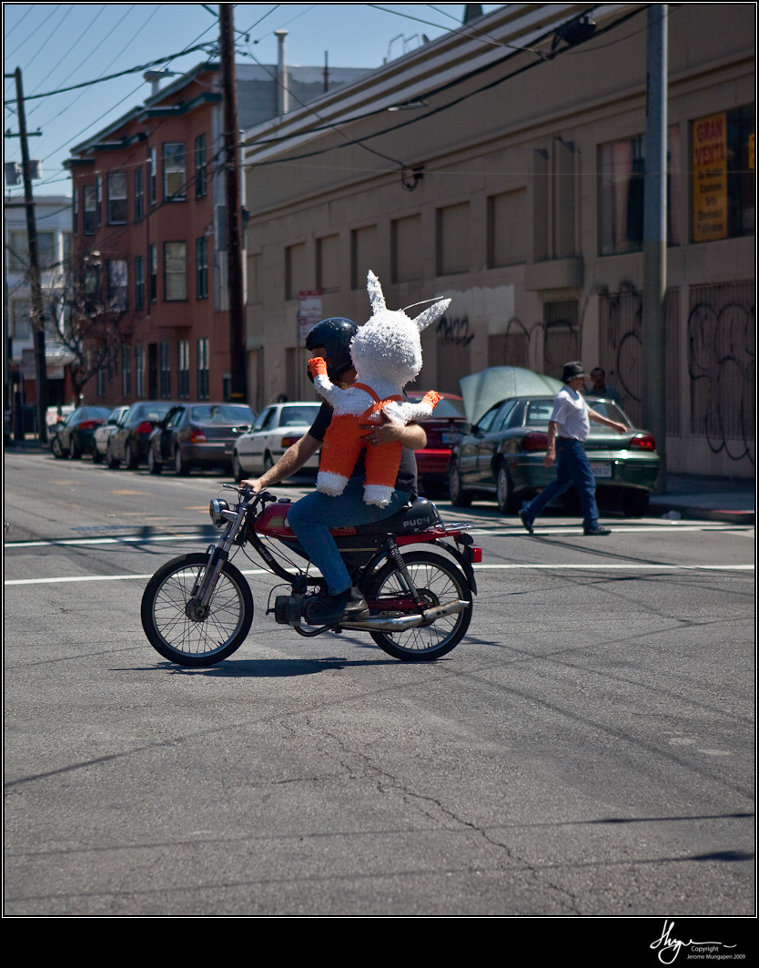 wtf funny bunny wtf funny bunny