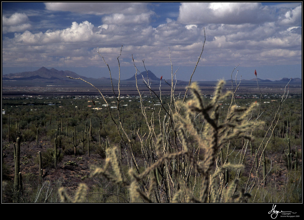 Arizona vista cati and ocatillos